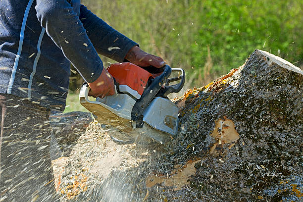 Best Local Tree Services  in Jonesville, NC